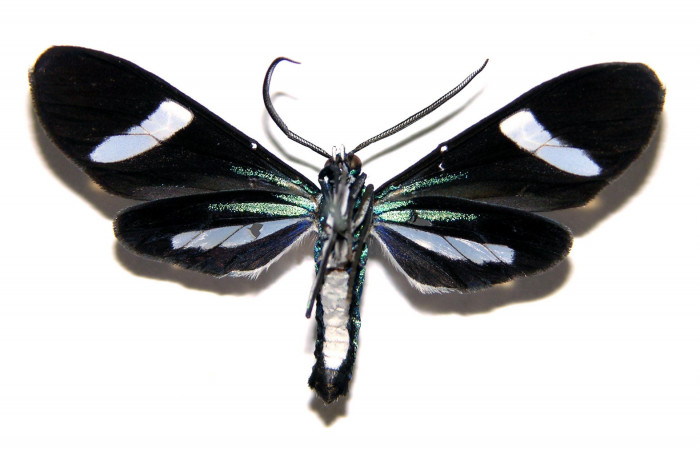 Fig- 4 Vista ventral del macho <i>Mydromera notochloris</i></i> (Erebidae). (04-SRNP-30836-DHJ93131).