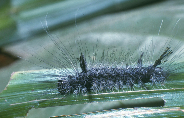 Fig. 5 Posición lateral de <i>Mydromera notochloris</i></i> (Erebidae) sobre <i>Scleria latifolia</i></i> (Cyperaceae). 27 de Febrero 2004 Margarito Sector Del Oro. (04-SRNP-20879-DHJ82131).