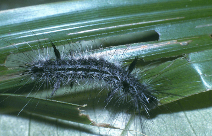 Fig. 6 Posición dorsal del último estadio de <i>Mydromera notochloris</i></i> (Erebidae) sobre <i>Scleria latifolia</i></i> (Cyperaceae). 27 de Febrero 2004 Margarito Sector Del Oro. (04-SRNP-20879-DHJ82132).