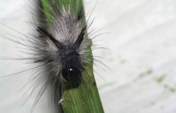 Fig. 7 Posición frontal del último estadio de <i>Mydromera notochloris</i></i> (Erebidae). Sobre <i>Scleria</i></i> 15249 (Cyperaceae), 21 de Agosto 2006 Sendero Parcelas Sector Rincón Rain Forest. (06-SRNP-42937-DHJ417072).