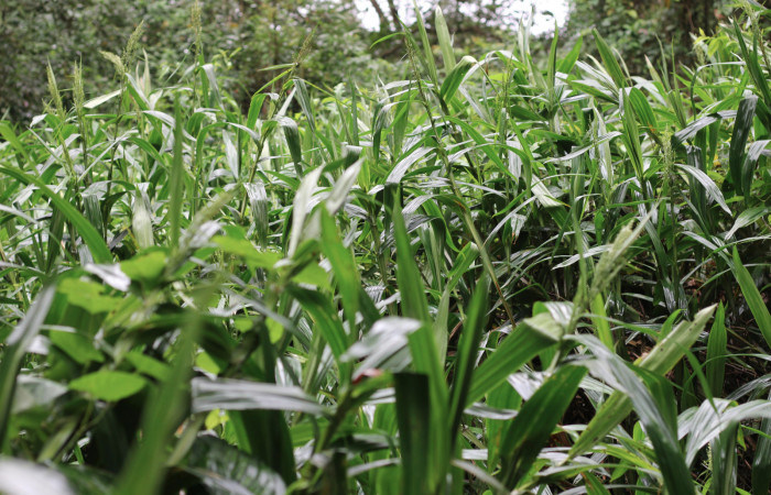 Fig. 8 Zona suamposa donde esta creciendo <i>Scleria latifolia</i></i> (Cyperaceae). Suampo Guapinoles Sector Del Oro, 15 de Enero 2021 Foto. Roster Moraga.