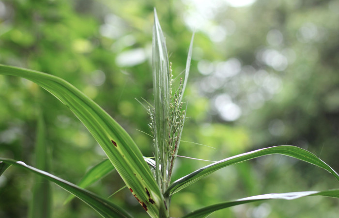 Fig. 9 Inflorescencia de <i>Scleria latifolia</i></i> (Cyperaceae). Suampo Guapinoles Sector Del Oro, 15 de Enero 2021 Foto. Roster Moraga.