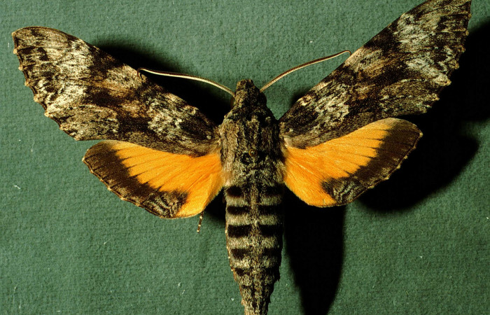 Fig. 01. Adulto de <i>Isognathus rimosa</i></i> (Sphingidae), macho, 85mm de longitud, vista dorsal. Voucher: INBIOCRI002795410.jpg.