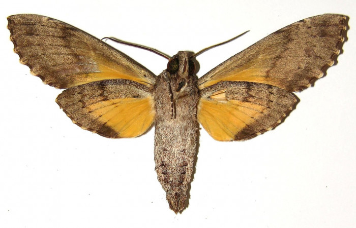 Fig.02. Adulto de <i>Isognathus rimosa</i></i> (Sphingidae), macho, 81mm de longitud, vista ventral. Voucher: 00-SRNP-4413-DHJ304375.jpg.