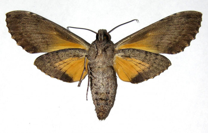 Fig.03. Adulto de <i>Isognathus rimosa</i></i> (Sphingidae), hembra, 96mm de longitud, vista ventral. Voucher: 05-SRNP-58452-DHJ319201.jpg.