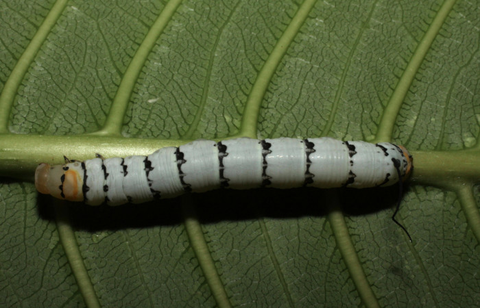 Fig.04. Larva de <i>Isognathus rimosa</i></i> (Sphingidae) penúltimo estadío, 42mm de longitud, vista dorsal. Voucher: 10-SRNP-12921-DHJ473451.jpg.