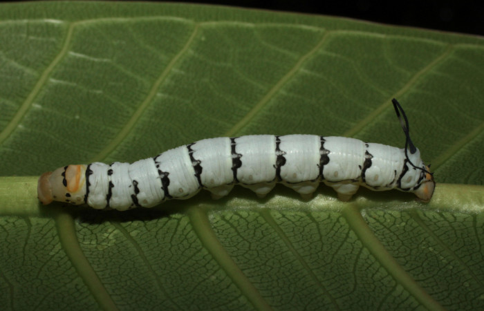 Fig.05. Larva de <i>Isognathus rimosa</i></i> (Sphingidae) penúltimo estadío, 42mm de longitud, vista lateral. Voucher: 10-SRNP-12921-DHJ473452.jpg.