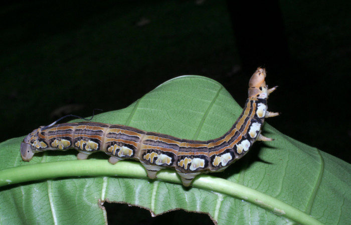 Fig.06. Larva de <i>Isognathus rimosa</i></i> (Sphingidae) último estadío, 90mm de longitud, vista lateral. Voucher: 05-SRNP-59311-DHJ408659.jpg.