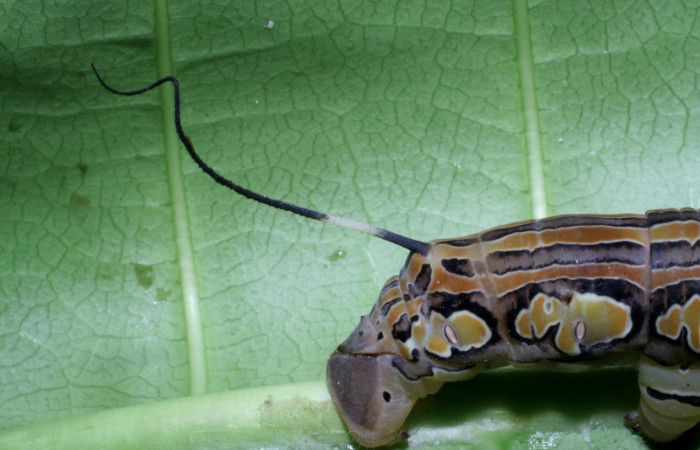 Fig.07. Larva de <i>Isognathus rimosa</i></i> (Sphingidae) último estadío, 90mm de longitud, vista lateral posterior. Voucher: 05-SRNP-59311-DHJ408662.jpg.