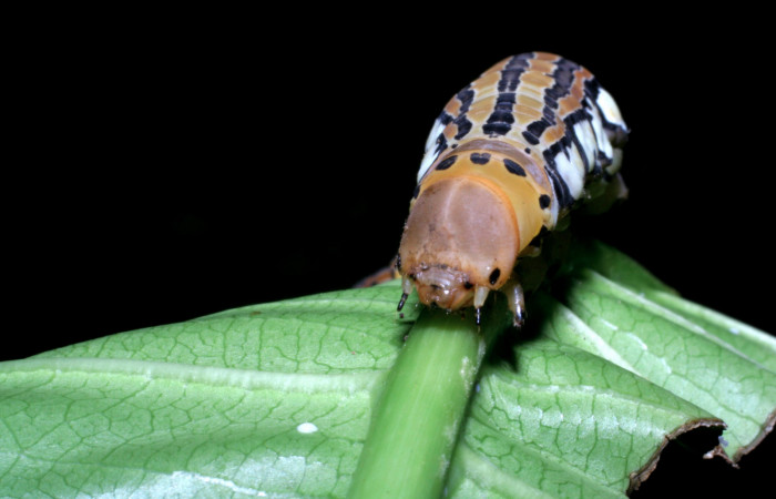 Fig.08. Larva de <i>Isognathus rimosa</i></i> (Sphingidae) último estadío, 90mm de longitud, cabeza vista frontalmente. Voucher: 05-SRNP-59311-DHJ408665.jpg.