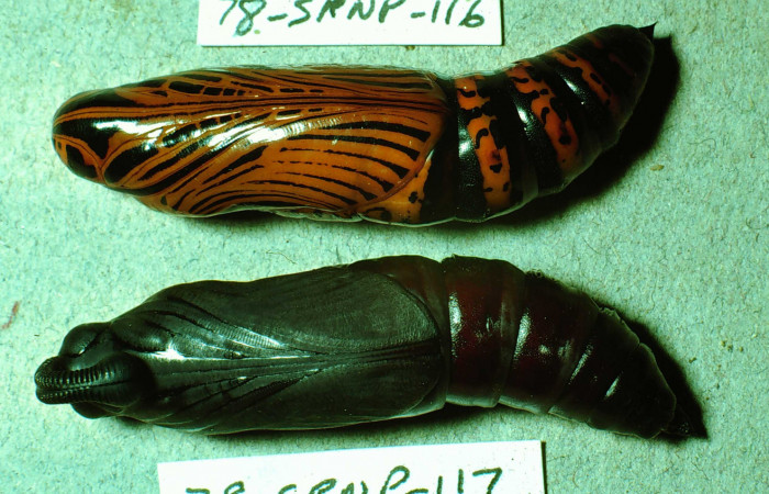 Fig.09. Pupas de <i>Isognathus rimosa</i></i> (Sphingidae),100mm de longitud, vista ventral. Voucher: 78-SRNP-116-DHJ214.jpg.