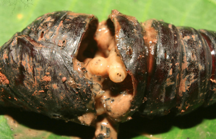 Fig.10. Pupa de <i>Rhescyntis hippodamia</i></i> (Saturniidae),50mm de longitud, vista larvas de Tachinidae, Winthemia. Voucher: 13-SRNP-71577-DHJ703256.jpg.