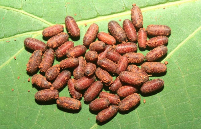 Fig.11. Puparios de Tachinidae, <i>Winthemia</i></i>, en <i>Rhescyntis hippodamia</i></i> (Saturniidae),7mm de longitud. Voucher: 13-SRNP-71577-DHJ703260.jpg.