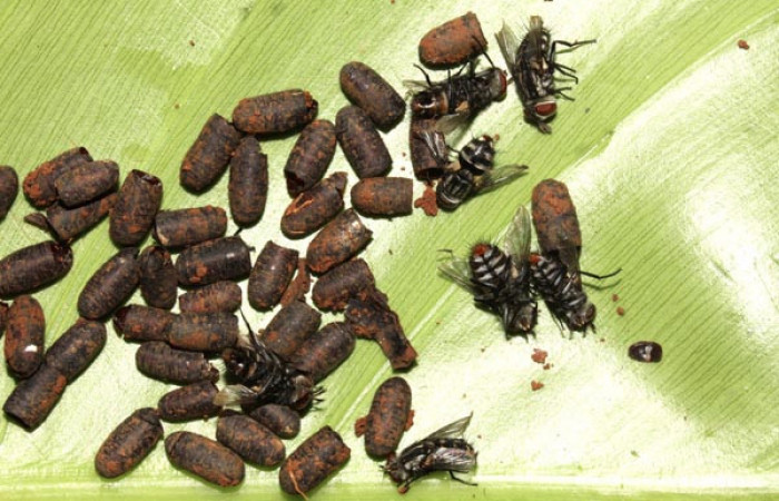 Fig.12. Puparios de Tachinidae, <i>Winthemia</i></i>, en <i>Rhescyntis hippodamia</i></i> (Saturniidae),7mm de longitud. Voucher: 13-SRNP-71577-DHJ703329.jpg.