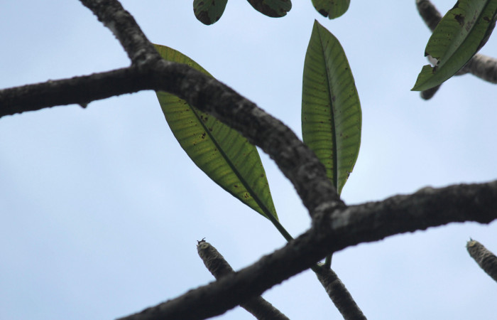 Fig. 14. Arbol de <i>Plumeria rubra</i></i> (Apocynaceae), vista del poco follaje de la época seca. Planta hospedera de larvas de <i>Isognathus rimosa</i></i> (Sphingidae).