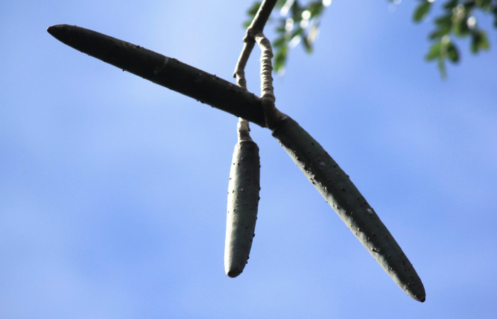Fig. 15. <i>Plumeria rubra</i></i> (Apocynaceae), vista de los frutos, sus semillas están provistas de estructura alada. Planta hospedera de larvas de <i>Isognathus rimosa</i></i> (Sphingidae).