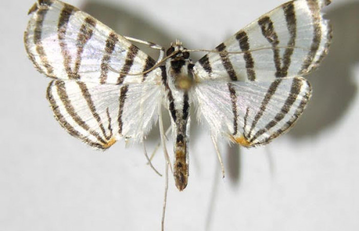 Fig.1. Adulto de <i>Conchylodes grammaphora</i></i>. De 24mm de longitud vista dorsal. Voucher : 06-SRNP-32323-DHJ349678.jpg. 