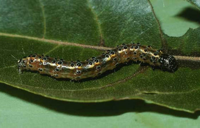 Fig.10. Larva de <i>Conchylodes nolchenialis</i></i>. Mide 33mm de longitud. Voucher : 03-SRNP-38091-DHJ80467.jpg.