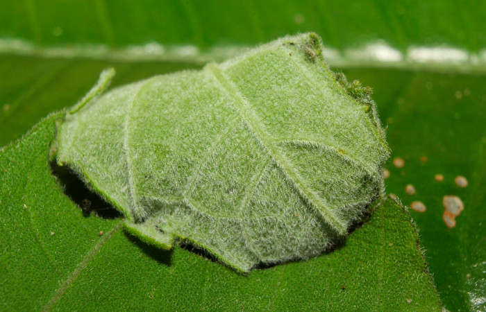 Fig.11. Capullo de <i>Conchylodes arcifera</i></i>. Voucher : 19-SRNP-70210-DHJ750513.jpg.