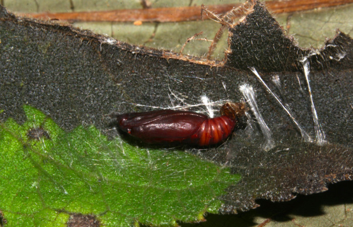 Fig.12. Pupa de <i>Conchylodes grammaphora</i></i>. Voucher : 20-SRNP-30538-DHJ776561.jpg