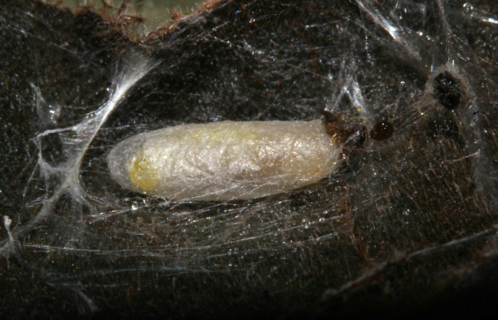 Fig.13. Capullo de la familia Ichneumonidae, en larva de <i>Conchylodes grammaphora</i></i>. Voucher : 20-SRNP-30534-DHJ776557.jpg.
