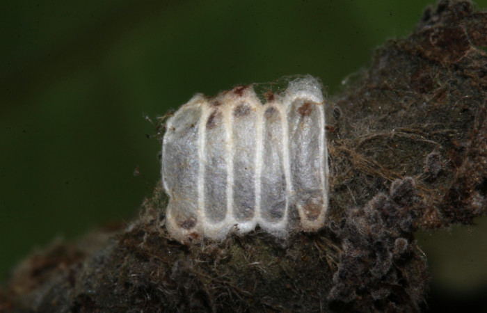 Fig.14. Capullo de la familia Eulophidae, en larva de <i>Conchylodes grammaphora</i></i>. Voucher : 20-SRNP-30529-DHJ776553.jpg.