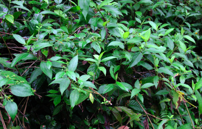 Fig.15. Planta hospedera de <i>Conchylodes grammaphora</i></i>, <i>Zexmenia virgulta</i></i>, (Asteraceae). Foto, Manuel Rios, Enero 2021.