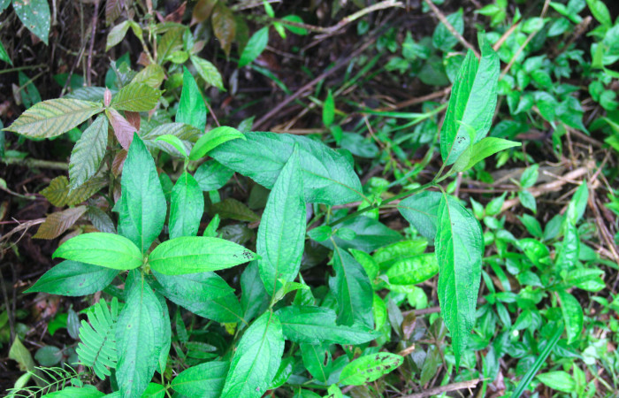 Fig.16. Planta hospedera de <i>Conchylodes grammaphora</i></i>, <i>Zexmenia virgulta</i></i>, (Asteraceae). Foto, Manuel Rios, Enero 2021.