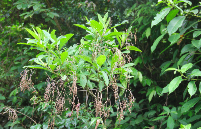 Fig.17. Planta hospedera de <i>Conchylodes grammaphora</i></i>, <i>Lepidaploa patens</i></i> (Asteraceae). Foto, Manuel Rios, Agosto 2020.