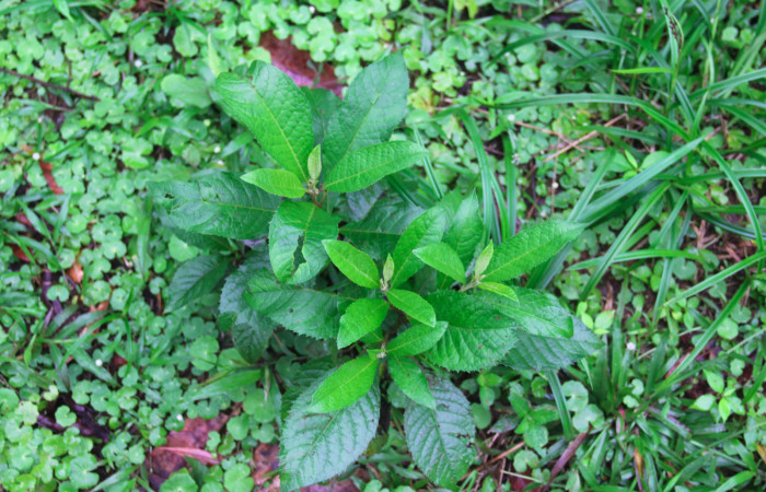 Fig.18. Planta hospedera de <i>Conchylodes grammaphora</i></i>, <i>Lepidaploa patens</i></i> (Asteraceae). Foto, Manuel Rios, Enero 2021.