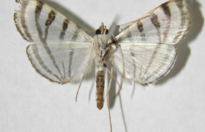 Fig.2. Adulto de <i>Conchylodes grammaphora</i></i>. De 24mm de longitud vista ventral. Voucher : 06-SRNP-32323-DHJ349679.jpg.