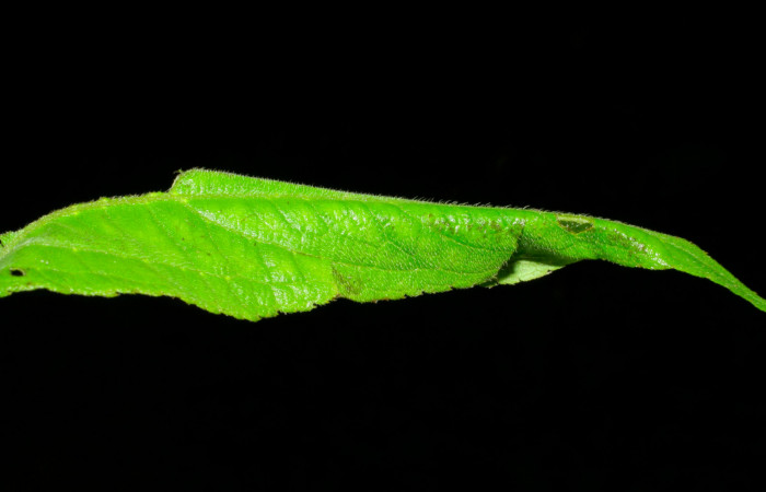 Fig.3. Mostrando casa de <i>Conchylodes grammaphora</i></i>. Voucher : 06-SRNP-30728-DHJ412358.jpg.