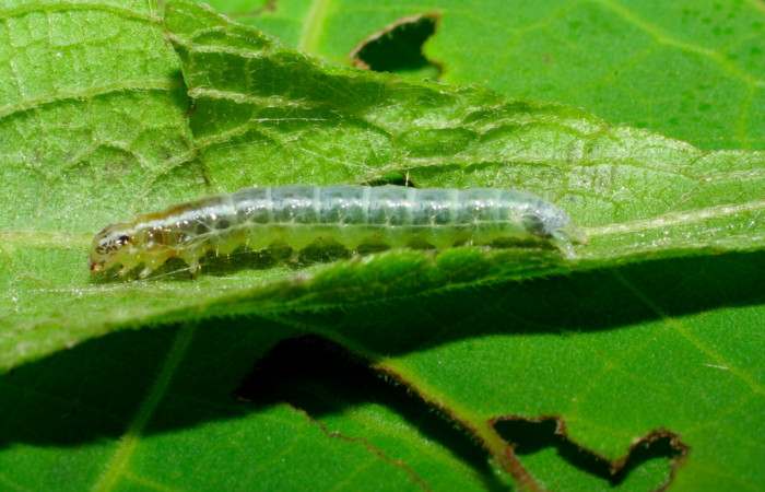 Fig.5. Larva de <i>Conchylodes grammaphora</i></i>, en último estadío. Mide 20mm de longitud. Voucher : 06-SRNP-30728-DHJ412357.jpg.
