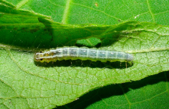 Fig.6. Larva de <i>Conchylodes grammaphora</i></i>, en último estadío. Mide 20mm de longitud. Voucher : 06-SRNP-30728-DHJ412354.jpg.