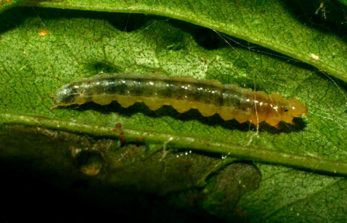 Fig.7. Larva de <i>Conchylodes platinalis</i></i>, en último estadío. Voucher : 09-SRNP-73378-DHJ465796.jpg.