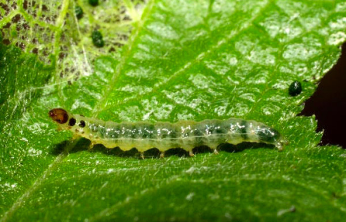 Fig.8. Larva de <i>Conchylodes ovulalis</i></i>, de 15mm de longitud, en último estadío. Voucher : 10-SRNP-56315-DHJ478926.jpg.