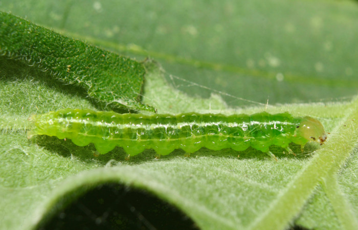Fig.9. Larva de <i>Conchylodes arcifera</i></i>. Mide 19mm de longitud. Voucher : 19-SRNP-70210-DHJ750512.jpg.