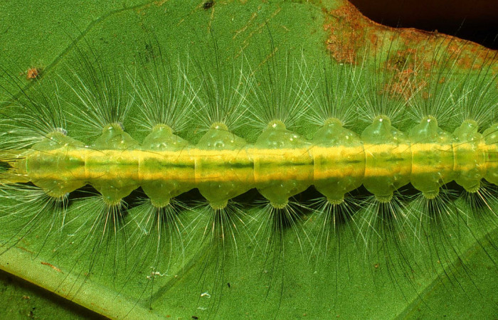 Figura 1. <i>Elaeognatha argyritis </i></i>(Nolidae). Último estadio, posición dorsal, Sector San Cristóbal, Rio Blanco Abajo. Voucher  01-SRNP-2687-DHJ59074.jpg.
