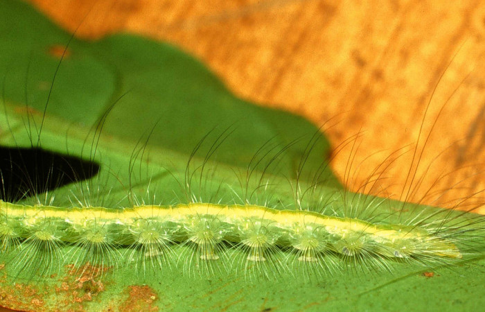 Figura 7. <i>Elaeognatha argyritis</i></i> (Nolidae). Último estadio, posición lateral, Sector San Cristóbal, Rio Blanco Abajo. Voucher 01-SRNP-2687-DHJ59076.jpg.