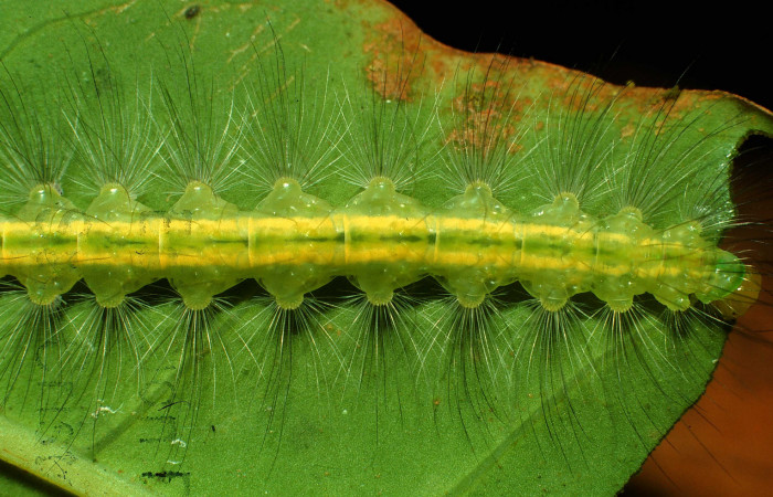 Figura 6. <i>Elaeognatha argyritis</i></i> (Nolidae). Último estadio, posición cola, Sector San Cristóbal, Rio Blanco Abajo. Voucher 01-SRNP-2687-DHJ59080.jpg.