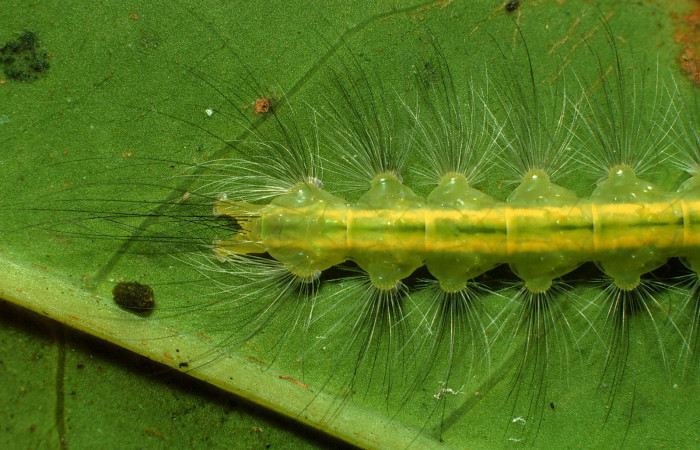 Figura 9. <i>Elaeognatha argyritis</i></i> (Nolidae). Último estadio, San Cristóbal, Rio Blanco Abajo. Voucher 01-SRNP-2687-DHJ59081.jpg.