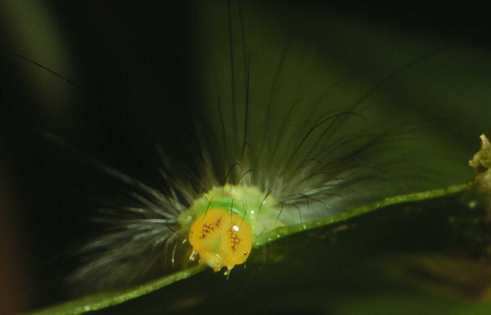 Figura 8. <i>Elaeognatha argyritis</i></i> (Nolidae). Último estadio, posición frontal, Sector San Cristóbal, Rio Blanco Abajo. Voucher 01-SRNP-2687-DHJ59083.jpg.