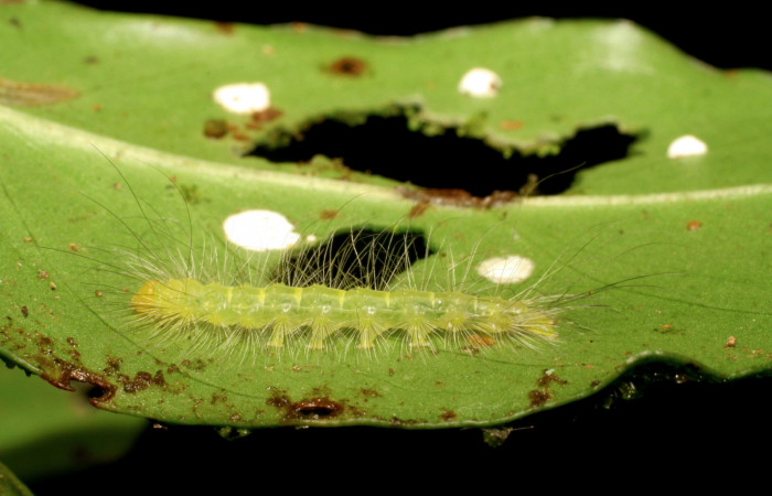 Figura 2. <i>Elaeognatha argyritis</i></i> (Nolidae) penúltimo estadio, posición lateral, Estación Pitilla, Sendero Laguna. Voucher 06-SRNP-33861-DHJ416425.jpg.