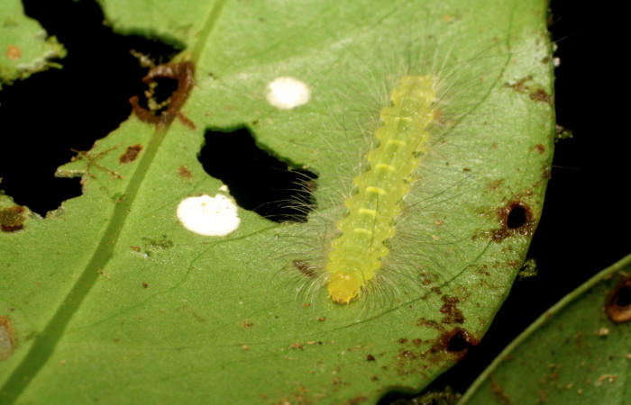 Figura 3. <i>Elaeognatha argyritis</i></i> (Nolidae) penúltimo estadio, posición dorsal frontal, Estación Pitilla, Sendero Laguna. Voucher 06-SRNP-33861-DHJ416426.jpg.