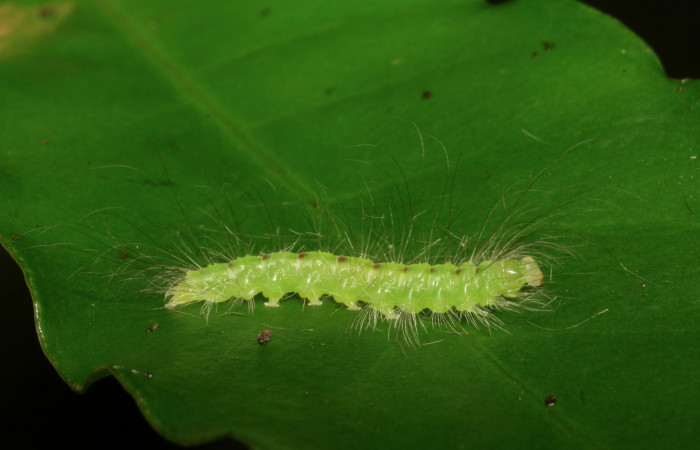 Figura 5. <i>Elaeognatha argyritis</i></i> (Nolidae) penúltimo estadio, posición dorsal, Sector San Cristóbal, Estación San Gerardo. Voucher 06-SRNP-50-DHJ409324.jpg.