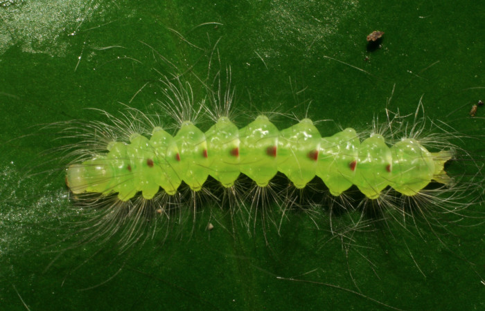 Figura 4. <i>Elaeognatha argyritis</i></i> (Nolidae) penúltimo estadio, posición dorsal, Sector San Cristóbal, Estación San Gerardo. Voucher 06-SRNP-50-DHJ409326.jpg. 