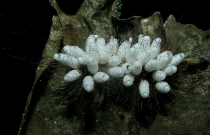 Figura 12. Larva de <i>Elaeognatha argyritis</i></i> (Nolidae) con parásitos Cotesia Whitfield65 (Braconidae) vista dorsal, con aberturas que dejaron parásitos ya eclosionados. Voucher 08-SRNP-40736-DHJ453467.jpg.

