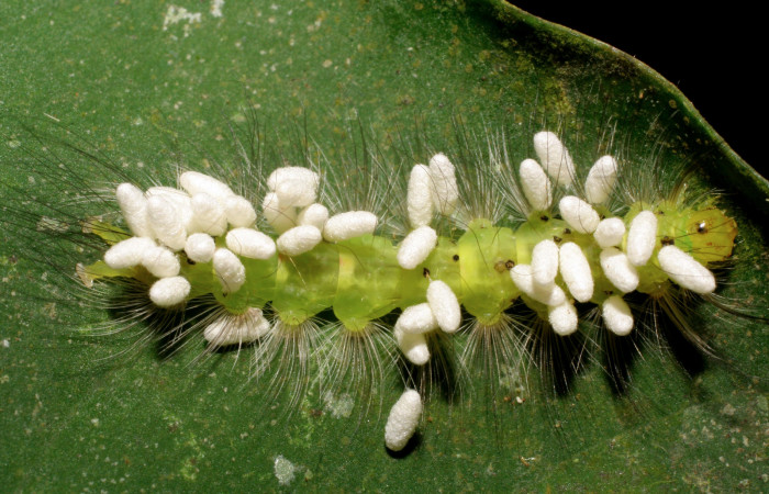 Figura 10. Larva de <i>Elaeognatha argyritis</i></i> (Nolidae) con parásitos Cotesia Whitfield65 (Braconidae) vista dorsal, aun no han eclosinado los parásitos. Voucher 08-SRNP-40737-DHJ441980.jpg.