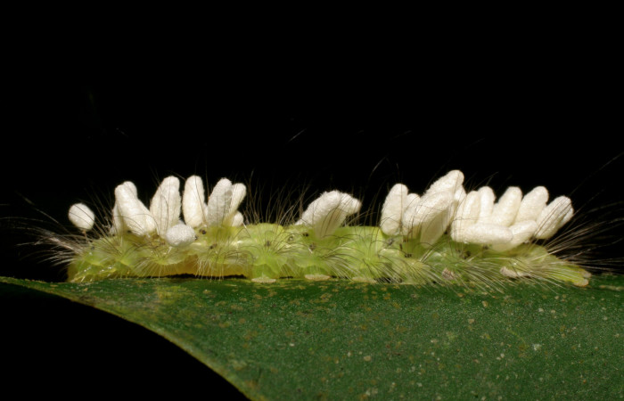 Figura 11. Larva de <i>Elaeognatha argyritis</i></i> (Nolidae) con parásitos Cotesia Whitfield65 (Braconidae) vista lateral, ya con parásitos eclosinado. Voucher 08-SRNP-40737-DHJ441983.jpg.