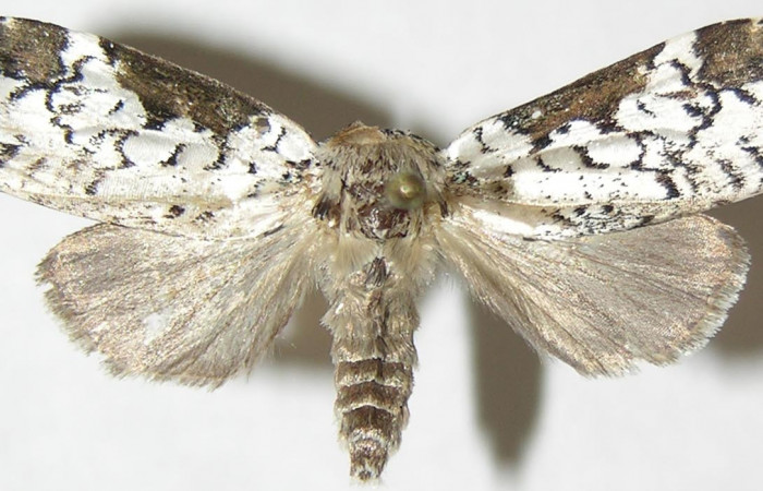 Figura 13. Adulto macho de <i>Elaeognatha argyritis</i></i> (Nolidae) vista dorsal. Voucher 08-SRNP-4610-DHJ397206.jpg.